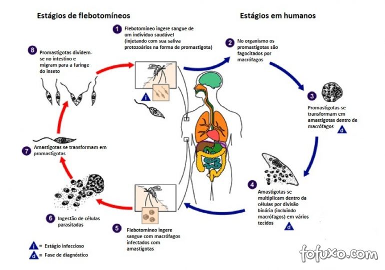 Aula de Leishmaniose Visceral Americana | blog infectologia em geral