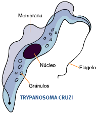trypanosoma1