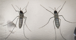mosquito-aedes-aegypti-e-o-causador-das-tres-doencas-que-mais-alarmam-o-brasil-atualmente-zika-dengue-e-chikungunya-1455572856461_956x500